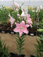 [4216 Companion No31.JPG]